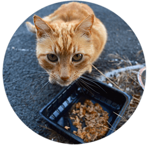 croquettes chats