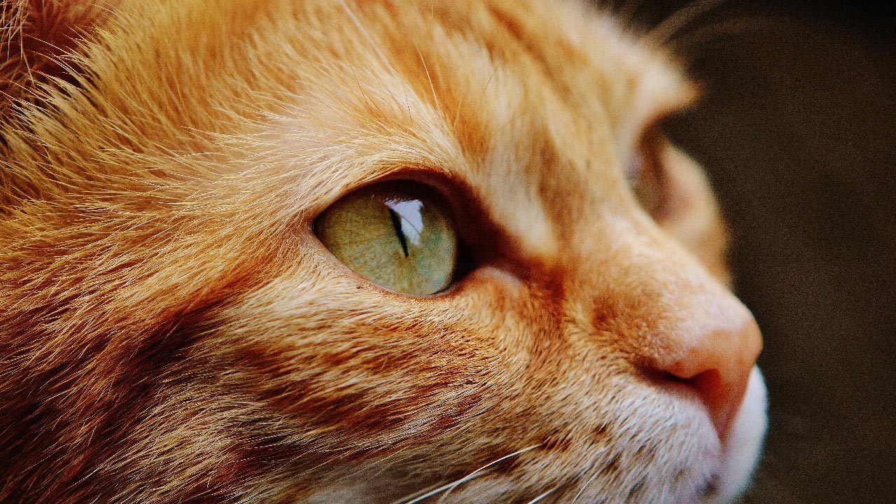 chat-regard - Association Planning-Chat