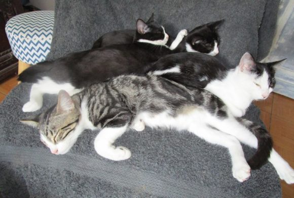 Foster cats : suivez le quotidien d’une famille d’accueil