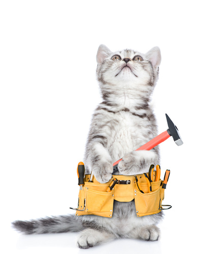 Funny cat worker with toolbelt and hammer looking up.  Isolated