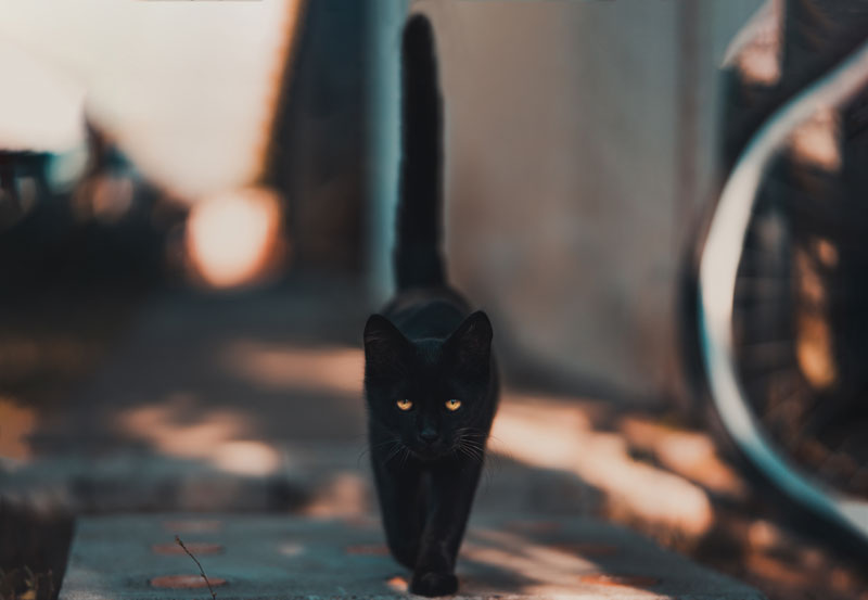 Journée internationale du chat noir