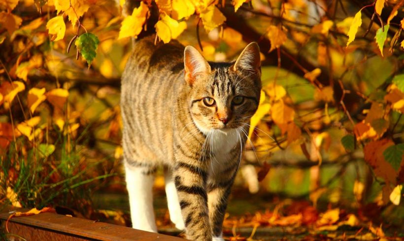 L’automne est là, prenons soin des chats !