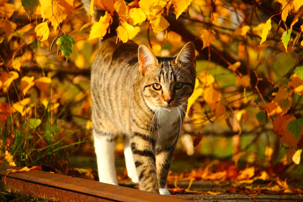 L’automne est là, prenons soin des chats !