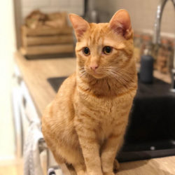 Basile, un heureux adopté