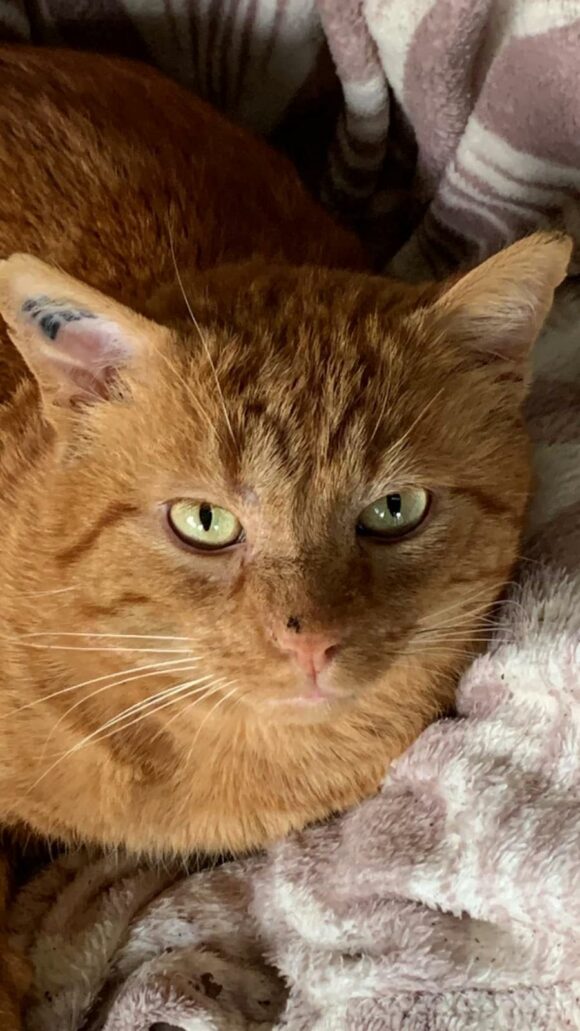MOWGLI