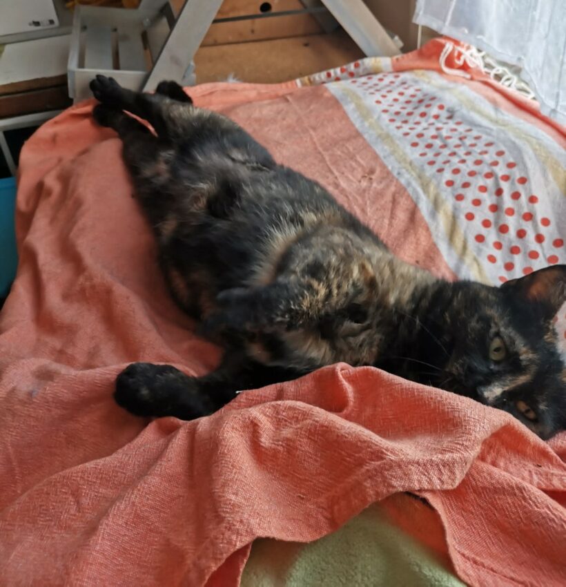 MAÏA