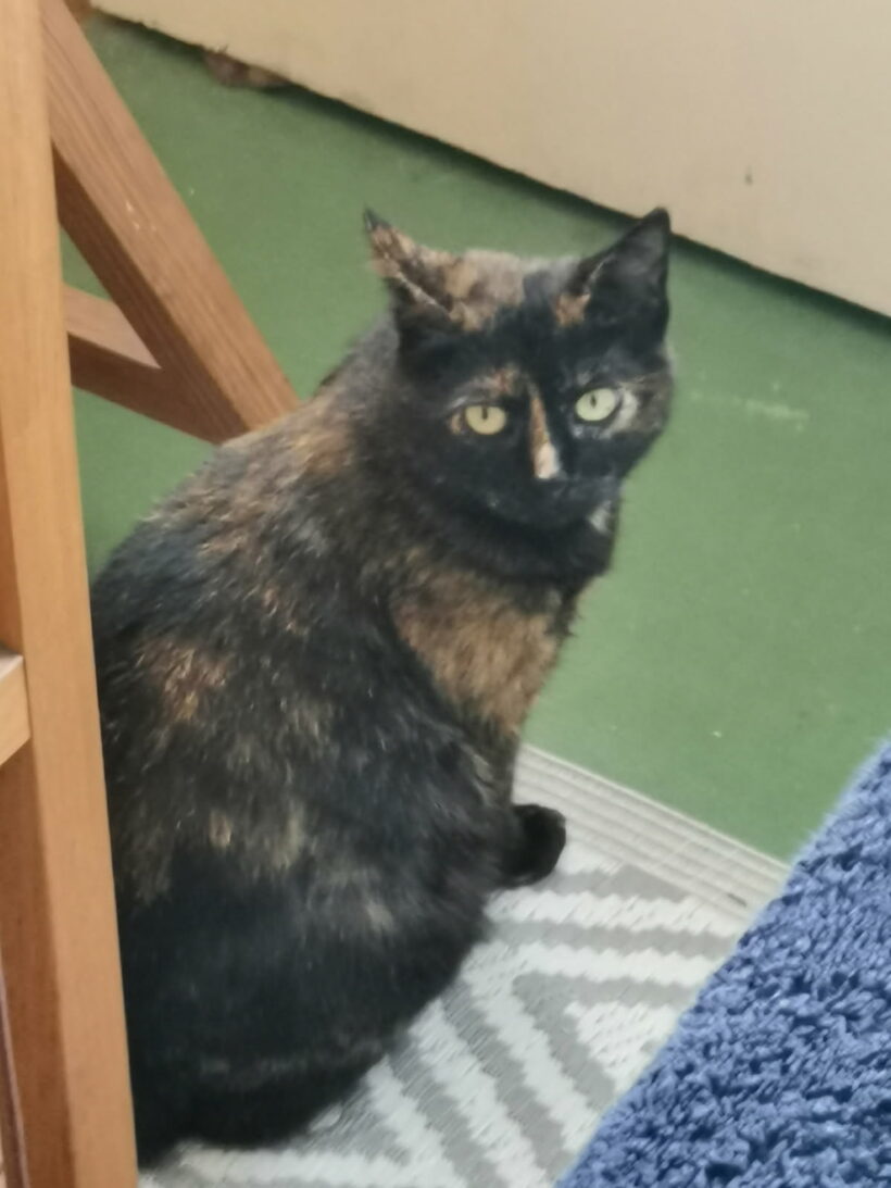 MAÏA