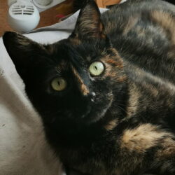 MAÏA