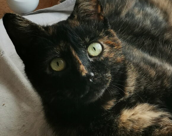 MAÏA