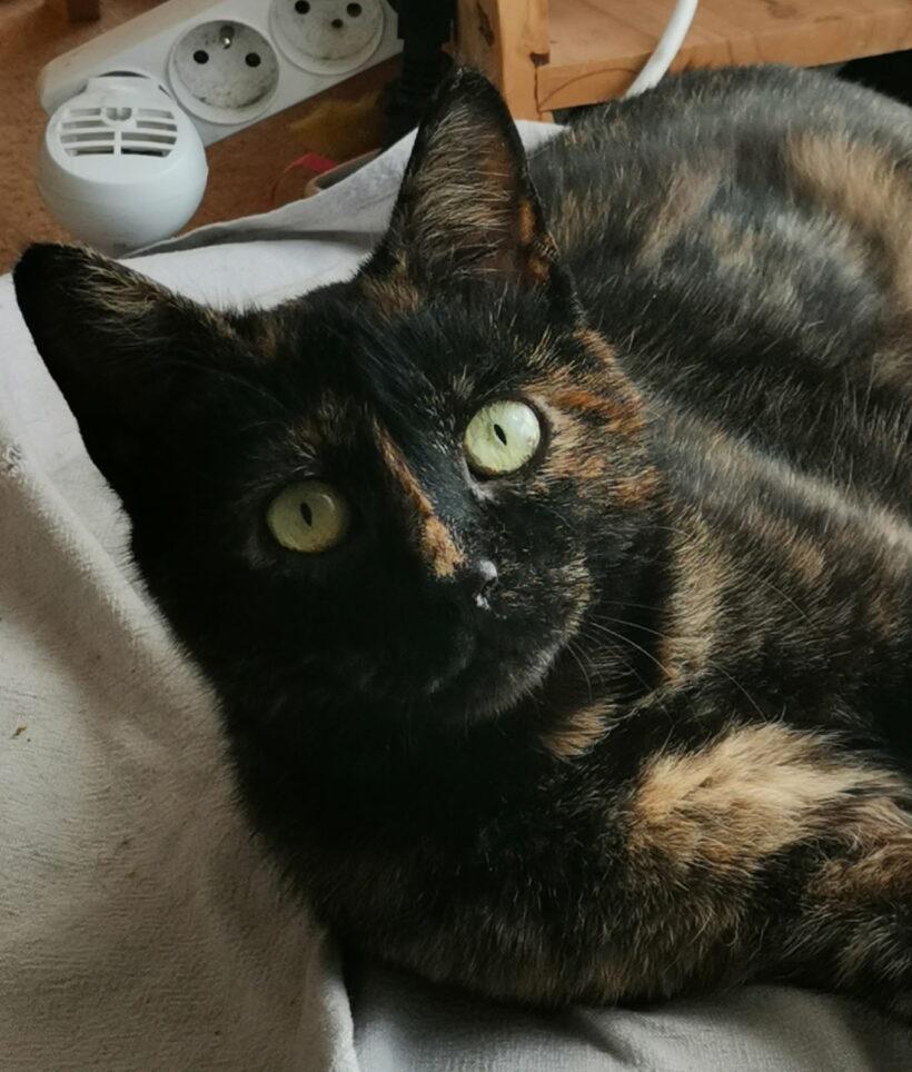 MAÏA