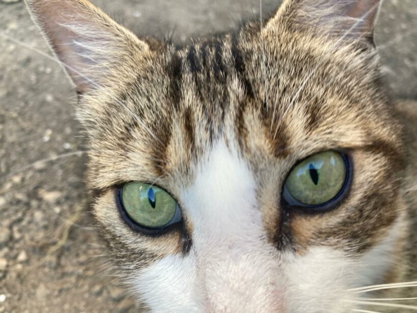 LILY