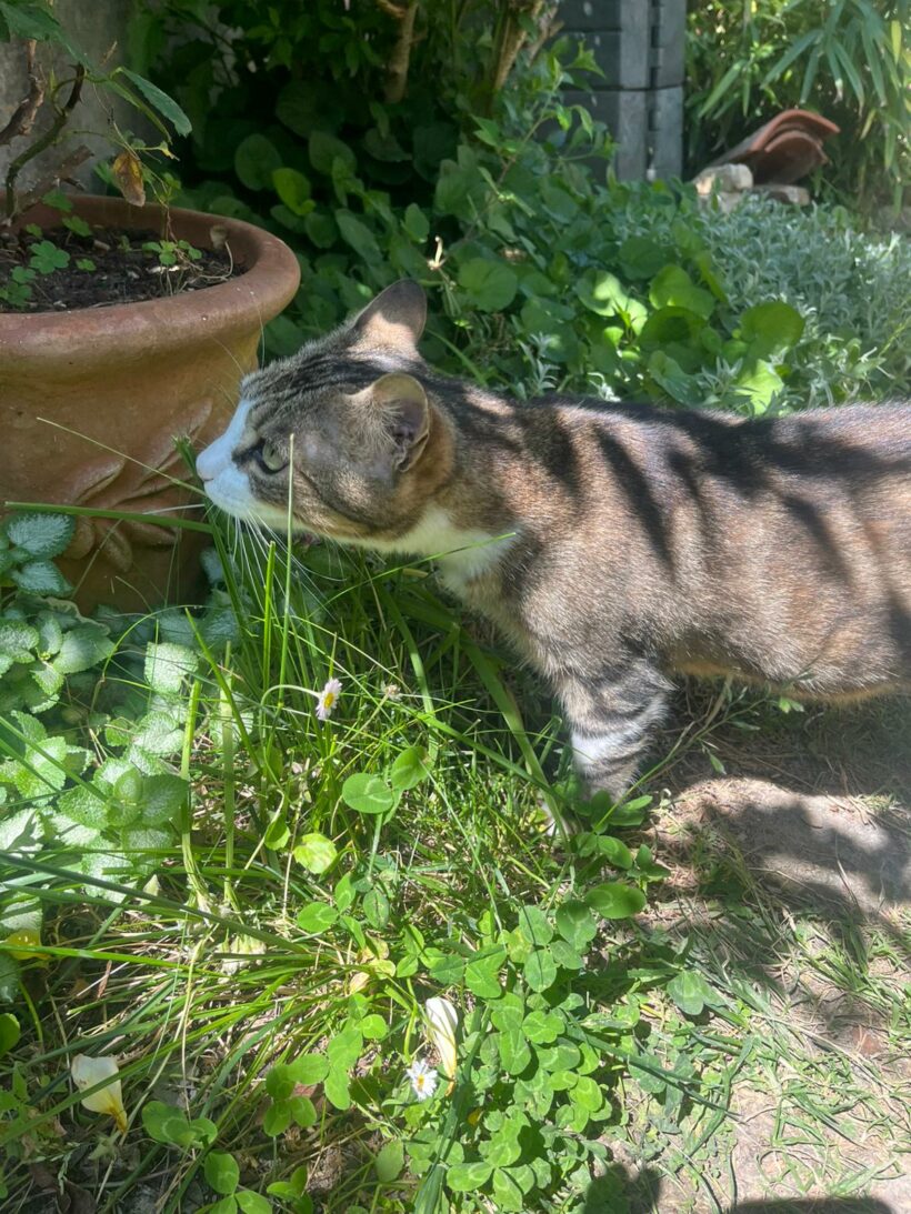 LILY