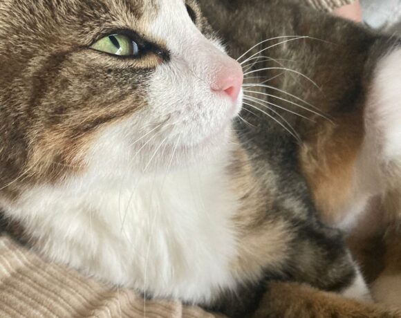 LILY