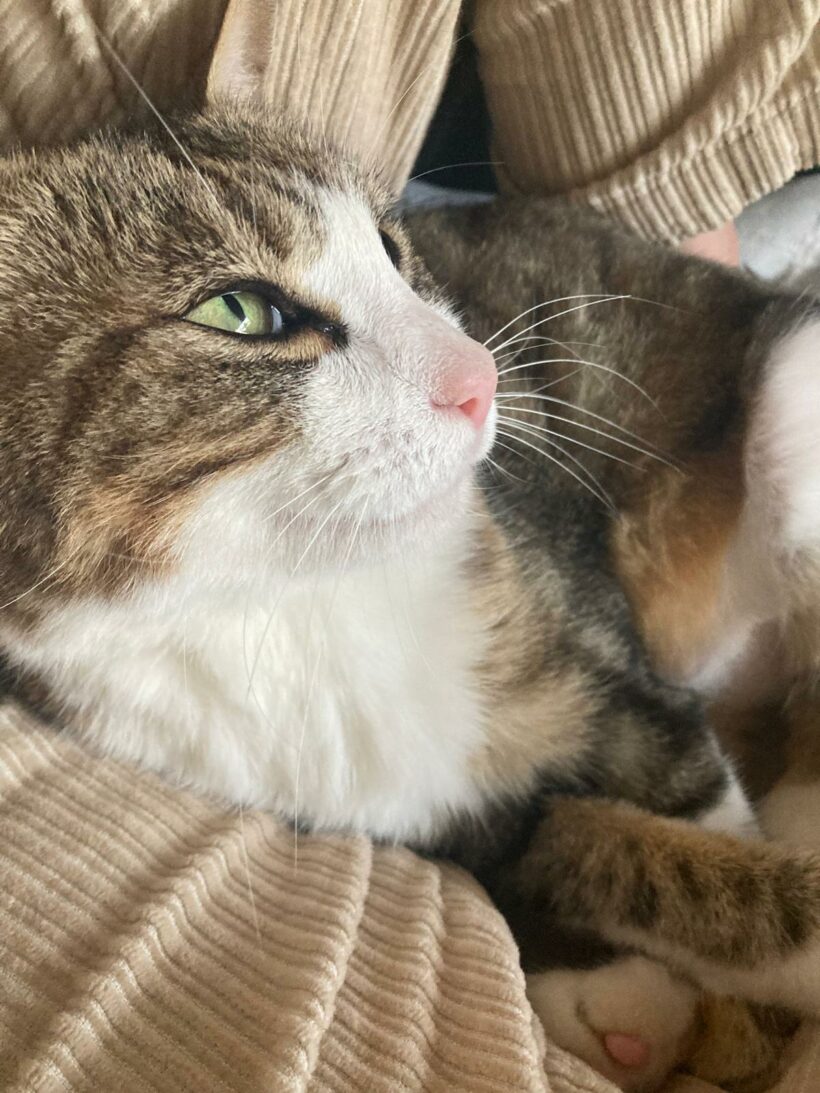 LILY