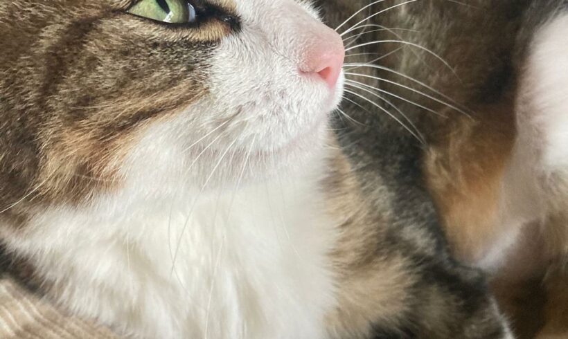 LILY LILY