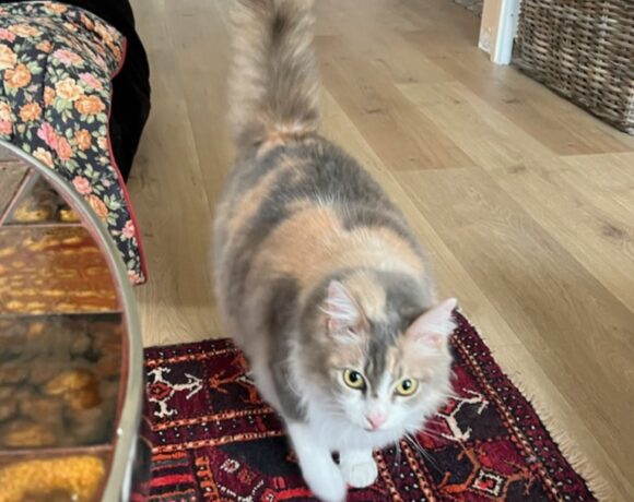 SUSHI