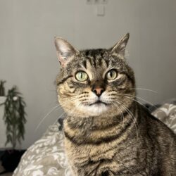 TIGROU