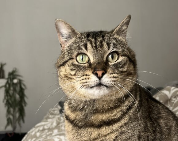 TIGROU