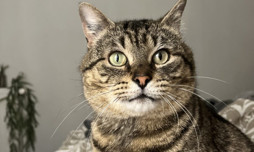 TIGROU