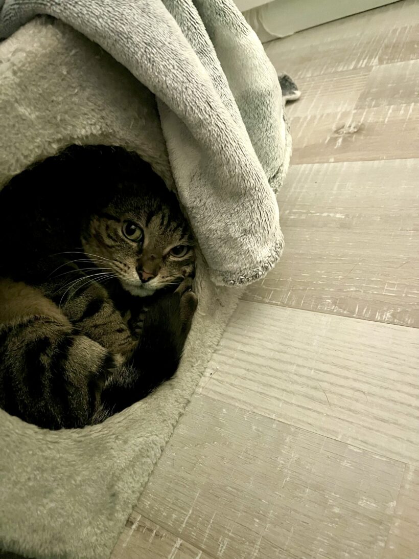 TIGROU