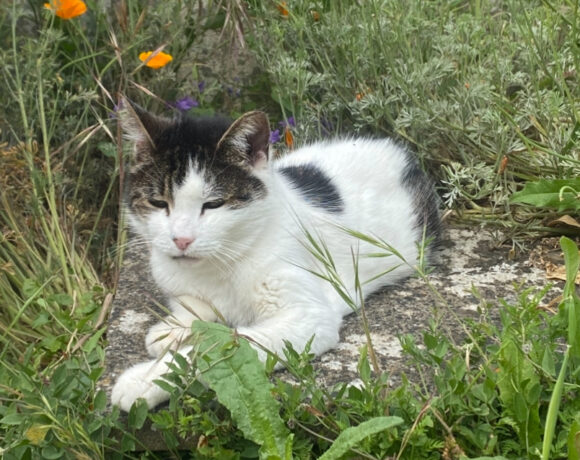 BIJOU