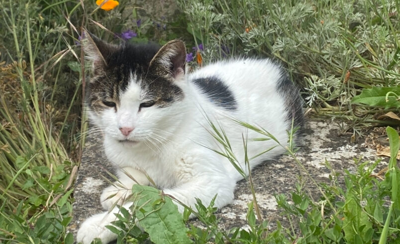 BIJOU