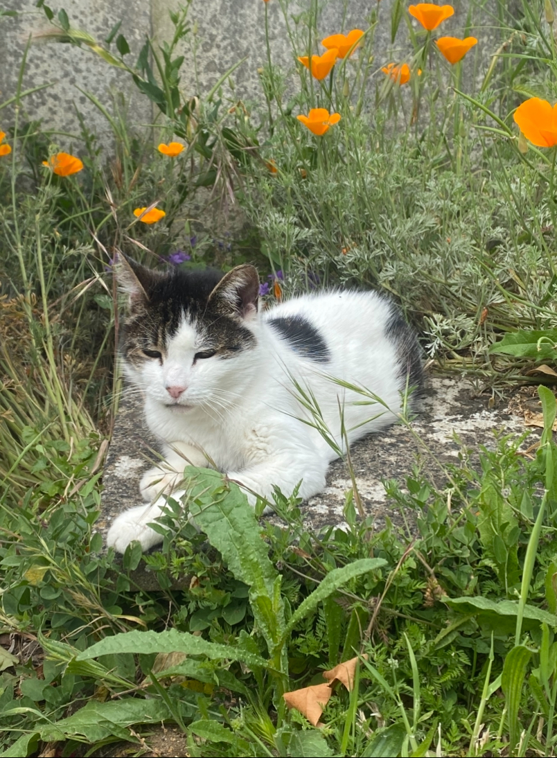 BIJOU