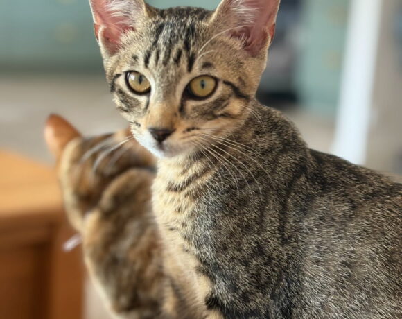 ALBUS