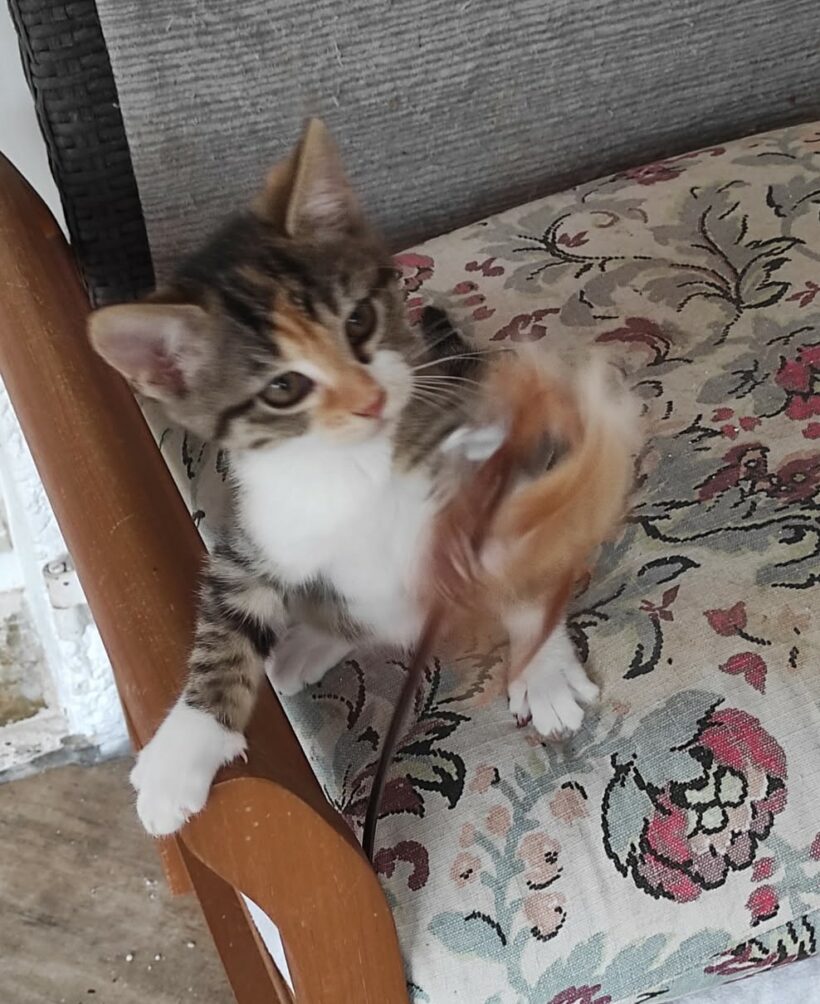 ALVA