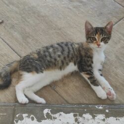 ALVA