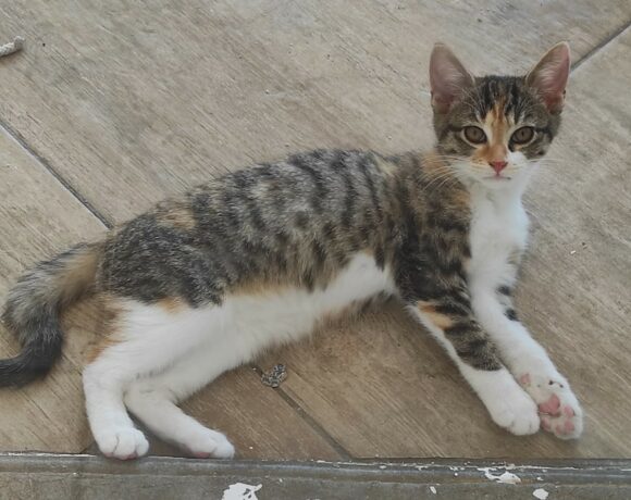 ALVA