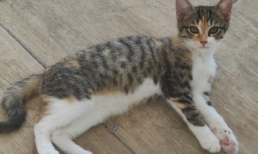 ALVA