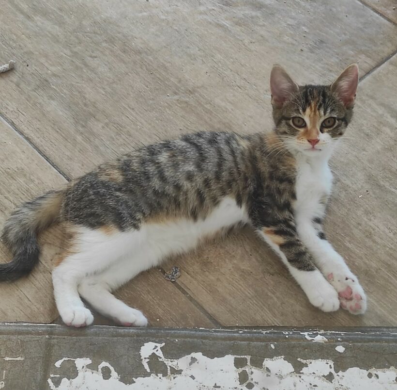 ALVA
