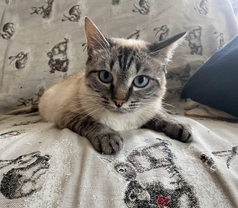 LUMY