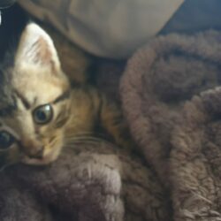 MYLO