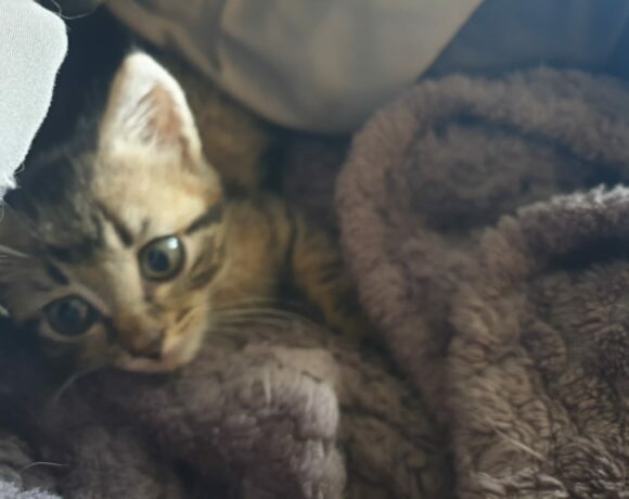 MYLO