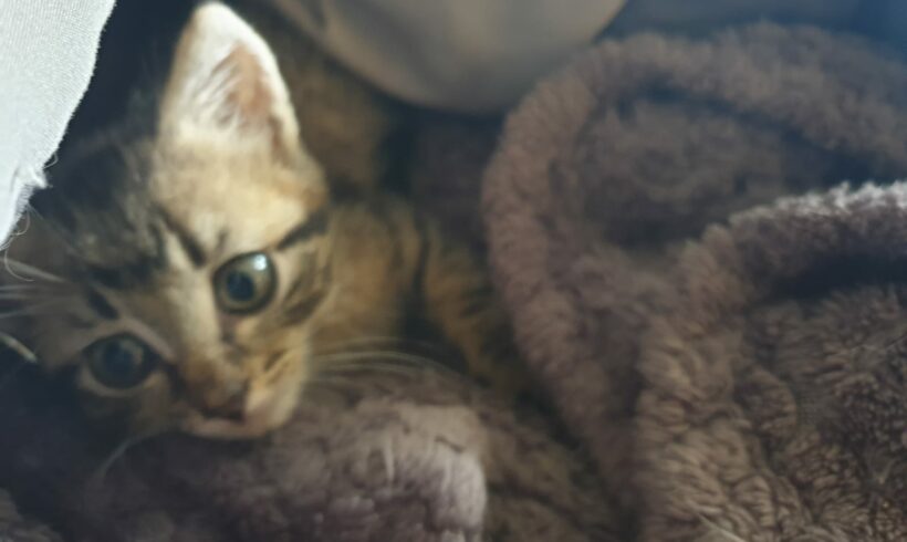MYLO MYLO