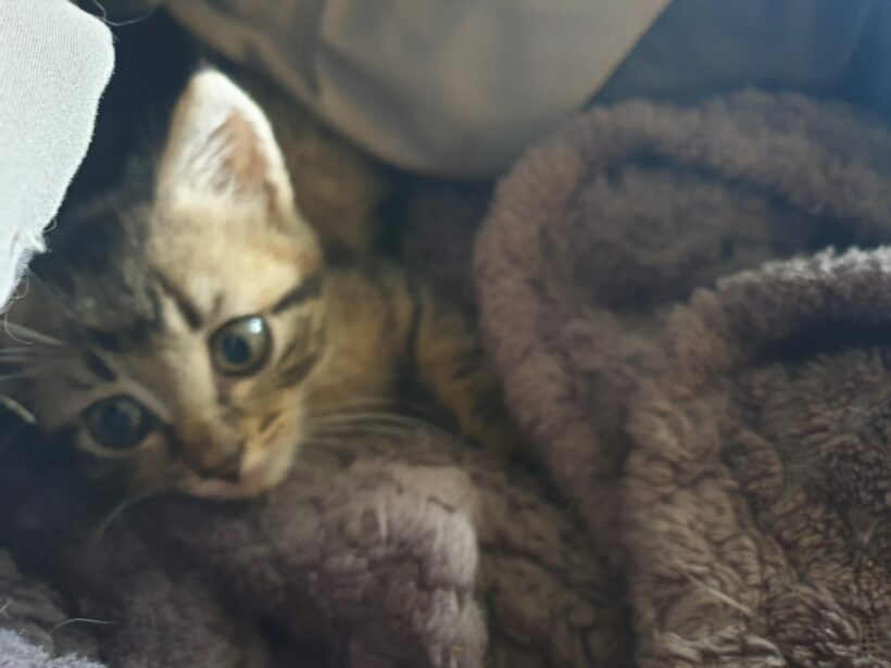 MYLO