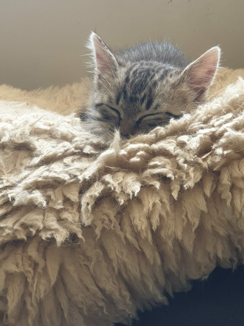 MYLO