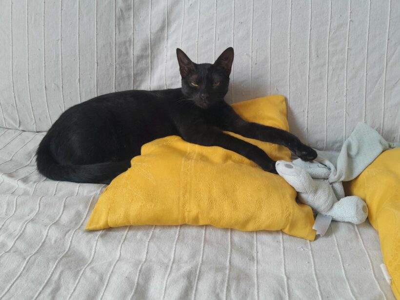 RANA est réservée