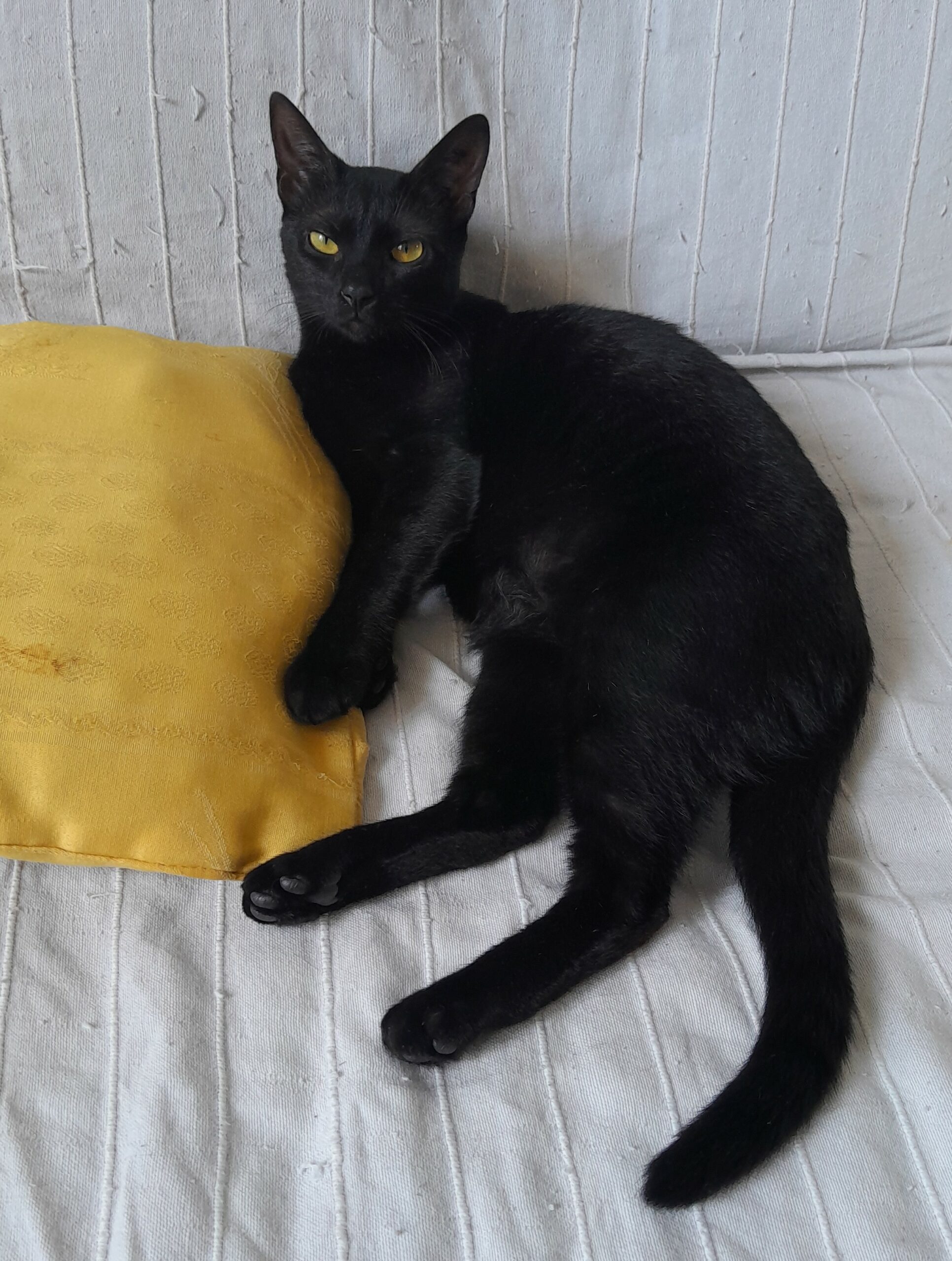 RANA