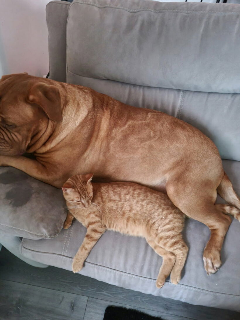 BOULE ET BILL
