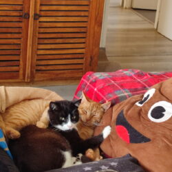 BOULE ET BILL