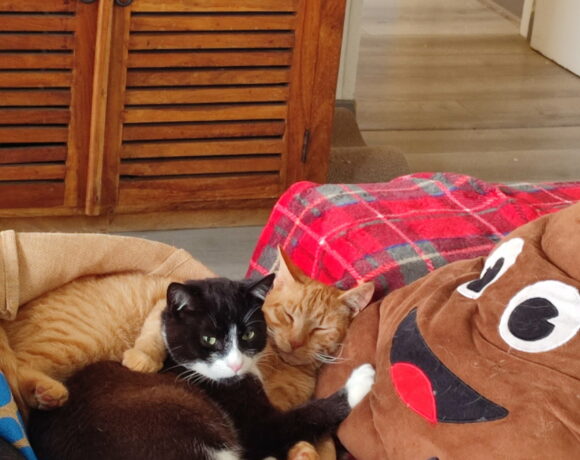 BOULE ET BILL