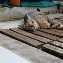 TITOU