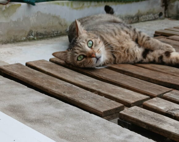 TITOU