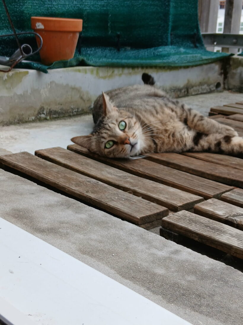 TITOU