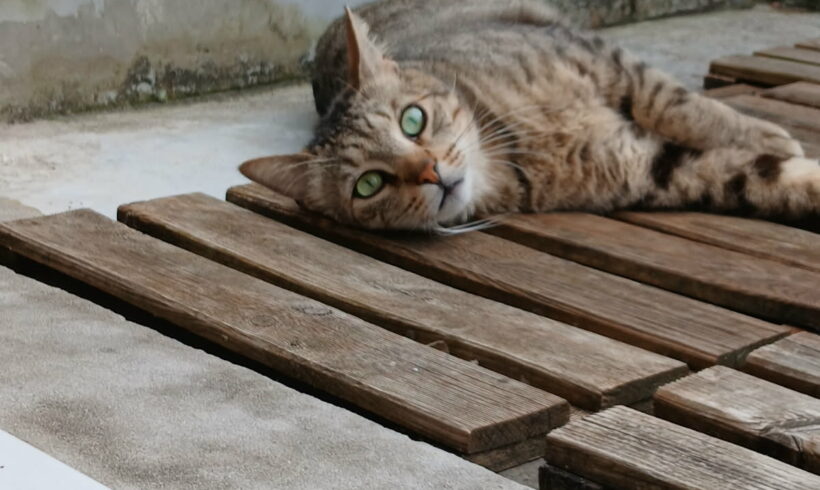 TITOU TITOU
