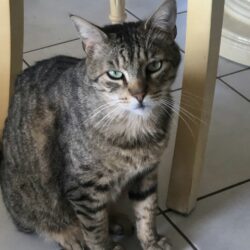 TITOU