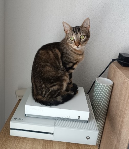 YOSHI